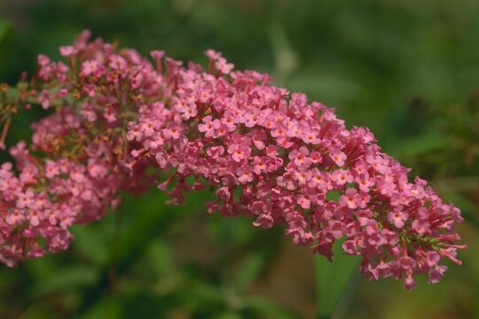 Buddleia davidii c.v. Pink Delight - Butterfly Bush