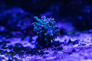 Coral reef in the marine aquarium. Underwater photography of the seabed.