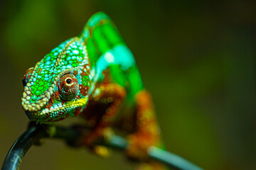 Panther chameleon on a branch. Beautiful chameleon close-up. Closeup of a chameleon.