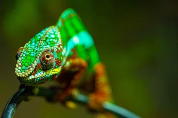Foto op Canvas Panther chameleon on a branch. Beautiful chameleon close-up. Closeup of a chameleon. © Svetlana