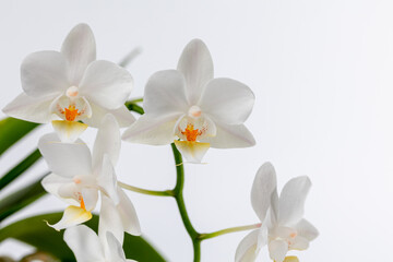Naklejka na ściany i meble Orchid flowers isolate close-up. Orchid on a white background.