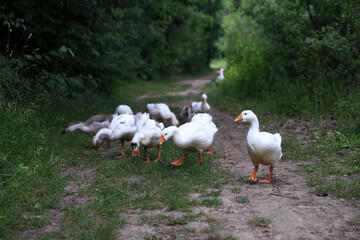 geese walking on a forest path