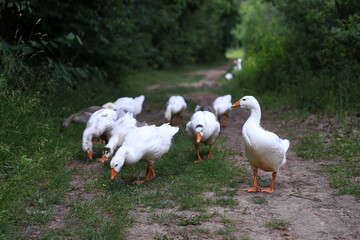 geese walking on a forest path