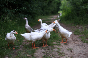 geese walking on a forest path
