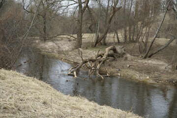 Wild nature landscape with a fallen tree in a river stream in the spring season. Bare tree branches obscure the view to dry last year's wild grass on a riverside.