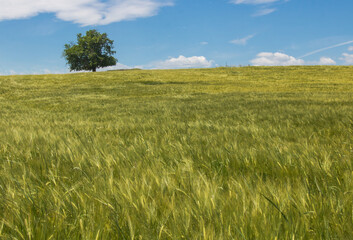 champ d'orge vert au printemps à la campagne
