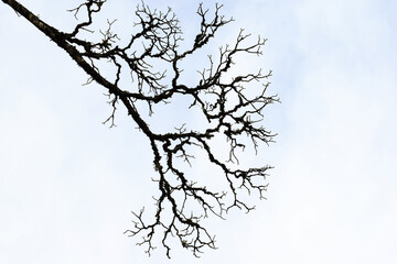 Branches of an old tree covered with lichen, without leaves, in winter. Seen from below 