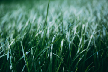 Green lush lawn background. Close-up side view. Field of dense grass in perspective. Garden care. Video footage hd. Healthy plant cover. Natural wallpaper. Freshness. Summer season. Windy weather