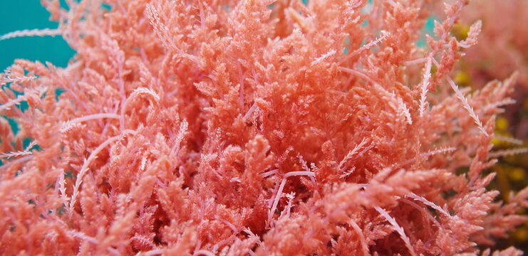 Asparagopsis armata, Harpoon weed red alga close-up,  underwater in the Atlantic ocean, Spain