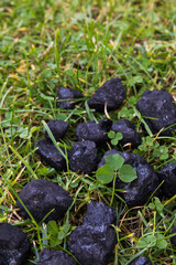 Coal nuggets with green clover.
