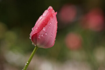 A pink tulip covered with water drops and some ice