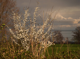 White blossom of a Juneberry, Serviceberry or Shadbush lighting up in the sunlight