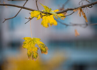 yellow-green autumn leaves on branches and trees are very beautiful in different sizes and shades of flowers
