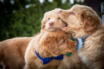 NOVA SCOTIA DUCK TOLLING RETRIEVER photo session