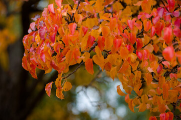 yellow-green autumn leaves on branches and trees are very beautiful in different sizes and shades of flowers