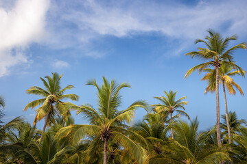 Fototapeta na wymiar Beach summer vacation holidays background with coconut palm trees and blue sky with white clouds