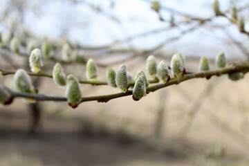 branches of a tree