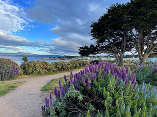 Coastline Walk in Monterey, CA