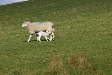 Obraz premium Sheep and Lamb, Leeds Liverpool Canal at Bank Newton, Craven District, North Yorkshire, England