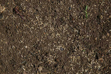 Closeup of grass seeds on fertile soil