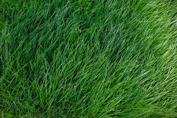 Close-up side view of a green lush lawn background. Dense grass scene. Maintenance and fertilization of the garden. Video footage hd. Healthy plant cover. Natural wallpaper. Freshness. Summer season
