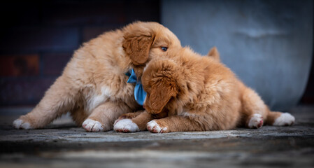 Fototapeta premium NOVA SCOTIA DUCK TOLLING RETRIEVER photo session