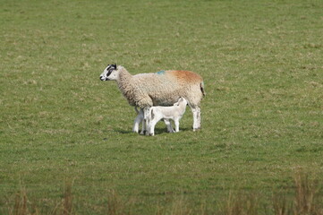Fototapeta premium Sheep and Lamb, Leeds Liverpool Canal at Bank Newton, Craven District, North Yorkshire, England