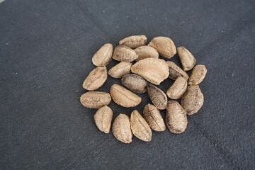 The Brazil nut (Bertholletia excelsa) is a South American tree in the family Lecythidaceae, and it is also the name of the tree's commercially harvested edible seeds. Amazonas, Brazil.