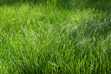 Close-up side view of a green lush lawn background. Dense grass scene. Maintenance and fertilization of the garden. Video footage hd. Healthy plant cover. Natural wallpaper. Freshness. Summer season