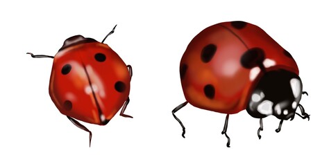 Watercolor ladybug. Realistic illustration on a white background