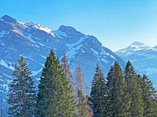Evergreen forest or coniferous trees in early spring on the slopes of the alpine mountains around the Klöntal mountain valley (Kloental or Klon valley) - Canton of Glarus, Switzerland (Schweiz)