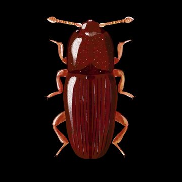 Cerylon Ferrugineum