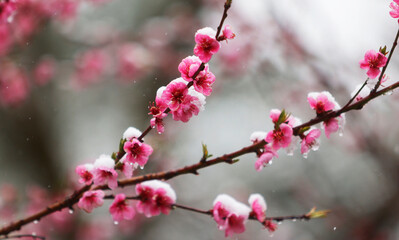 Snow on Peach blossoms
