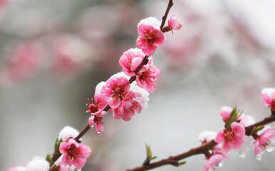Snow on Peach blossoms
