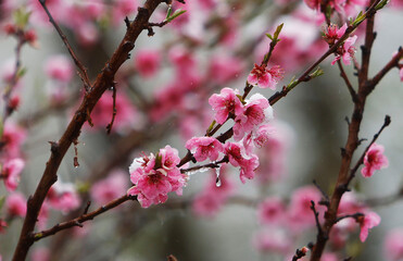 Snow on Peach blossoms