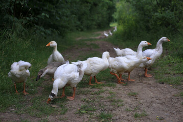 geese on a forest path stroll near the lake