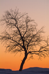 Birch tree in the sunset