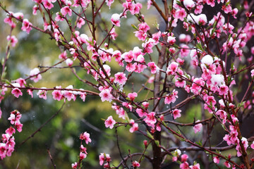 Fototapeta na wymiar Snow on Peach blossoms