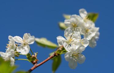 A blooming cherry branch with beautiful white flowers against a bright blue sky