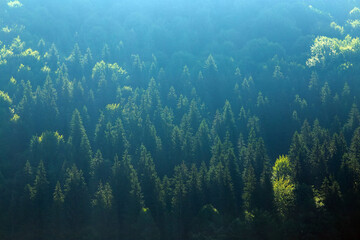 Naklejka na ściany i meble Tops of coniferous trees illuminated by sunlight in mountain pine forest, nature background