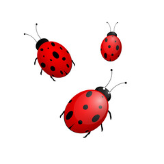 Set ladybug or ladybird red and black. Vector illustration isolated on white background
