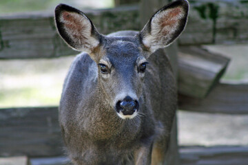 Mule Deer in Yosemite