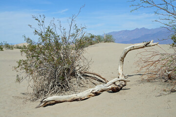 Mesquite Flats Sand Dunes