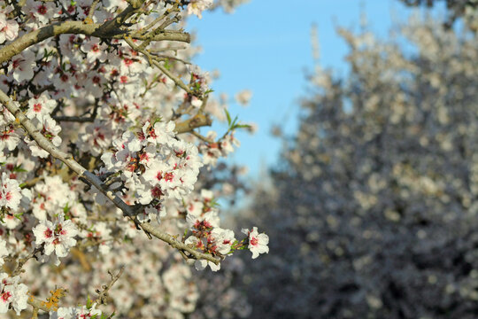 Almond Trees in Full Bloom