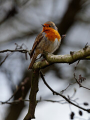 Fototapeta premium Rotkehlchen