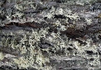 Tree bark texture with lichen close up, natural background