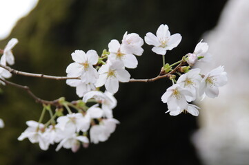 桜