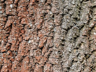 Tree bark texture close up, natural background