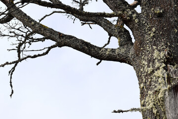 Old tree covered with lichen