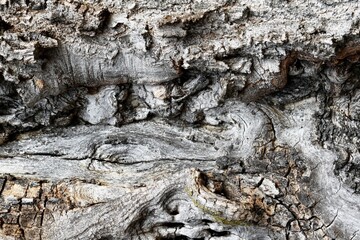 Tree trunk close up, natural background, texture